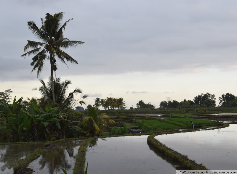 BANGKOK, SINGAPUR, BALI Y DUBAI (julio 2018) - Blogs de Asia - BALI CENTRO. Cascada Nungnung, Ulun Danu, Arrozales Jatiluwih, Luhur Batukaru... (6)