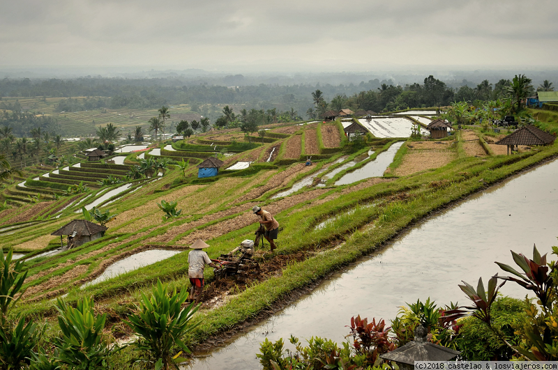 BANGKOK, SINGAPUR, BALI Y DUBAI (julio 2018) - Blogs de Asia - BALI CENTRO. Cascada Nungnung, Ulun Danu, Arrozales Jatiluwih, Luhur Batukaru... (4)