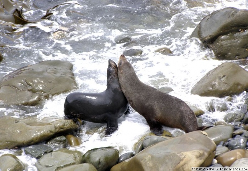 Opiniones Kaikoura 2024 en Oceanía: Lobos marinos que se quieren