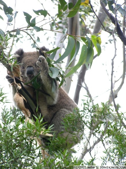 Koala
En bosque de eucaliptos

