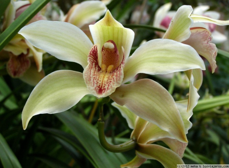 Opiniones Auckland en Oceanía: Orquídea en el jardín botánico de Auckland