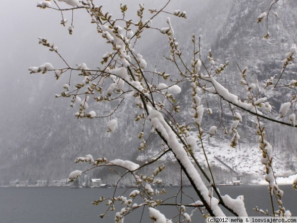 Rama nevada
Al borde de un lago en la región de Salzburgo
