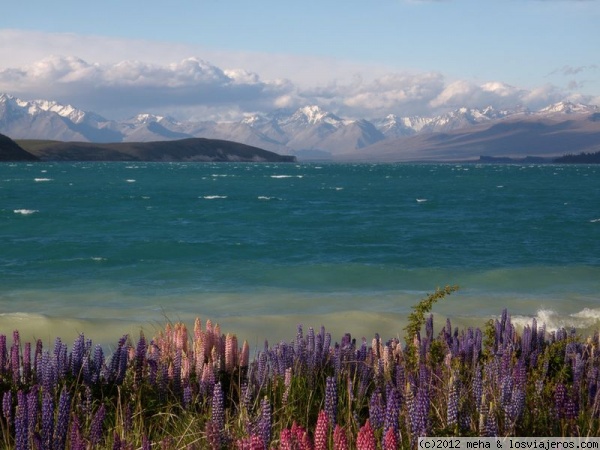 Lago Tekapo
Al fondo, los Alpes neocelandeses
