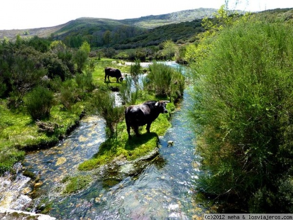 Vacas en la sierra portuguesa
Al lado del río
