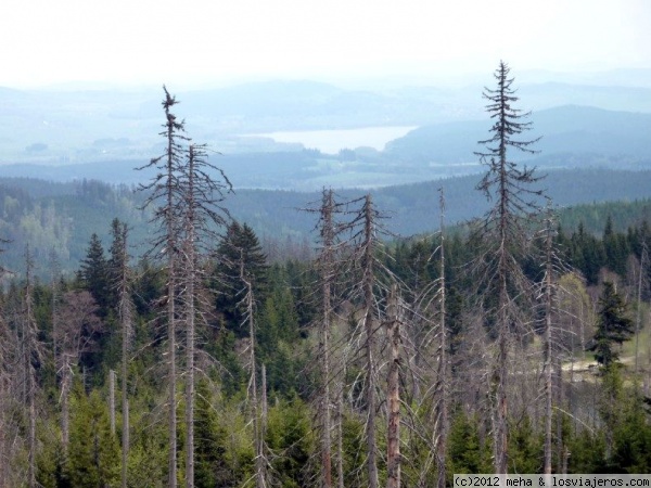 Parque nacional Sumava: bosques de Chequia
Lo bonito de Chequia son sus ciudades y pueblos. Su naturaleza tiene escaso interés paisajístico
