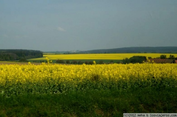 Los amarillos campos checos
en primavera
