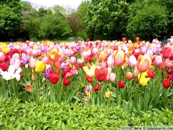 Tulipanes en Vondelpark
Vondelpark es el parque más famoso de Amsterdam
