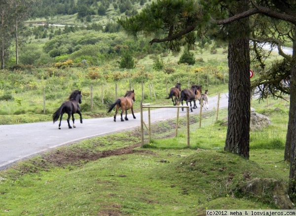 Sierra de la Capelada: territorio de caballos salvajes
Cedeira - A Coruña
