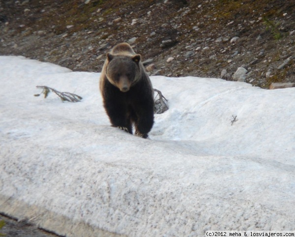 Oso grizzly
Oso en Montañas Rocosas canadienses, buscándose la vida después del invierno

