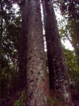 Kauris: los árboles gigantes