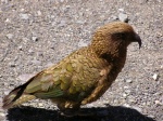 Kea: el loro de Nueva Zelanda
Kea