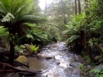 Bosque tropical Victoria