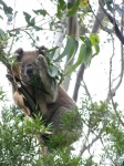 Koala
koala