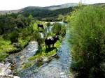 Vacas en la sierra portuguesa