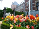 Tulipanes en el Rijksmuseum
Risksmuseum Amsterdam