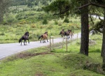 Sierra de la Capelada: territorio de caballos salvajes
Capelada Cedeira Coruña Galicia