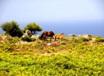 Caballos salvajes en la Serra da Groba: Oia