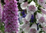 Flores en el jardín botánico de Auckland