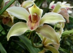 Orquídea en el jardín botánico de Auckland - Nueva Zelanda