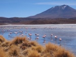Laguna Hedionda Bolivia