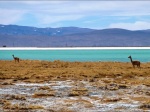 Vicuñas en el salar del Hombre Muerto
Salar hombre muerto Antofagasta Catamarca