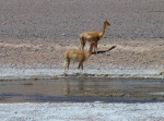 Vicuñas
vicuña