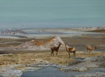 Animals in Laguna Brava
