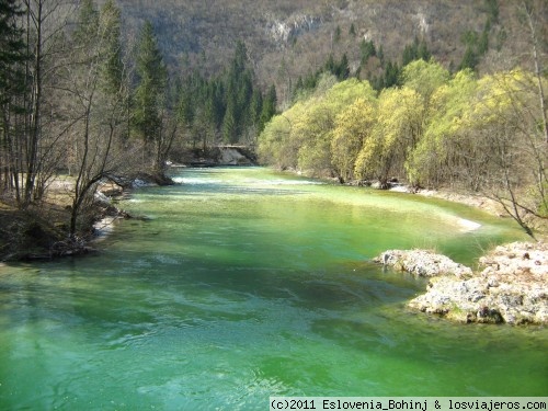 El río Sava Bohinjka - Eslovenia
El verde río Sava Bohinjka en primavera y
sauces amarillos al río.

Hay truchas en este río y en el verano tiene hasta 20° C.
Despues de 30 km este río tiene nombre sólo Sava 

[ Savica --> Lago de Bohinj ---> Sava Bohinjka + Sava Dolinka ( Kranjska Gora --> Jesenice --> ) = SAVA ]
