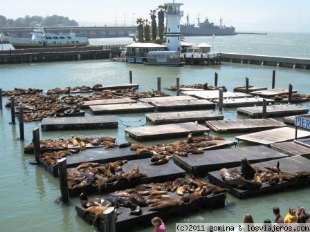 El pier 39
Muelle de San Francisco donde viven los leones marinos de San Francisco
