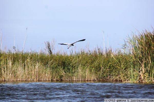 Garza Real
Garza real de la Albufera de Valencia
