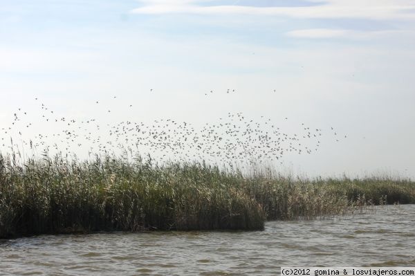 Los patos
Bandada de patos en la Albufer de Valencia
