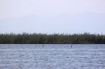 Vistas de la Albufera
albufera valencia