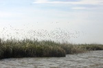 Los patos
patos albufera valencia