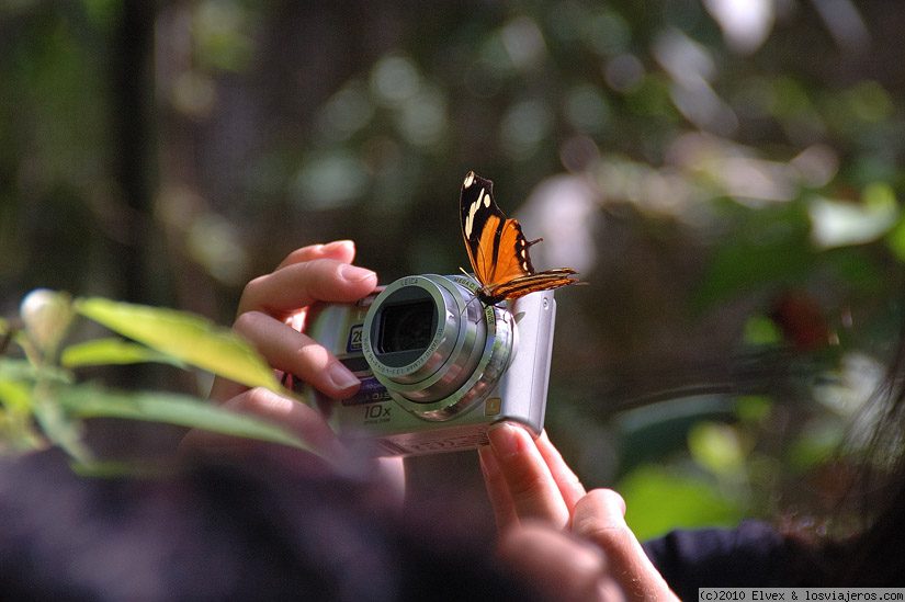 Foro de Rincón De La Vieja: Mariposas en Costa Rica