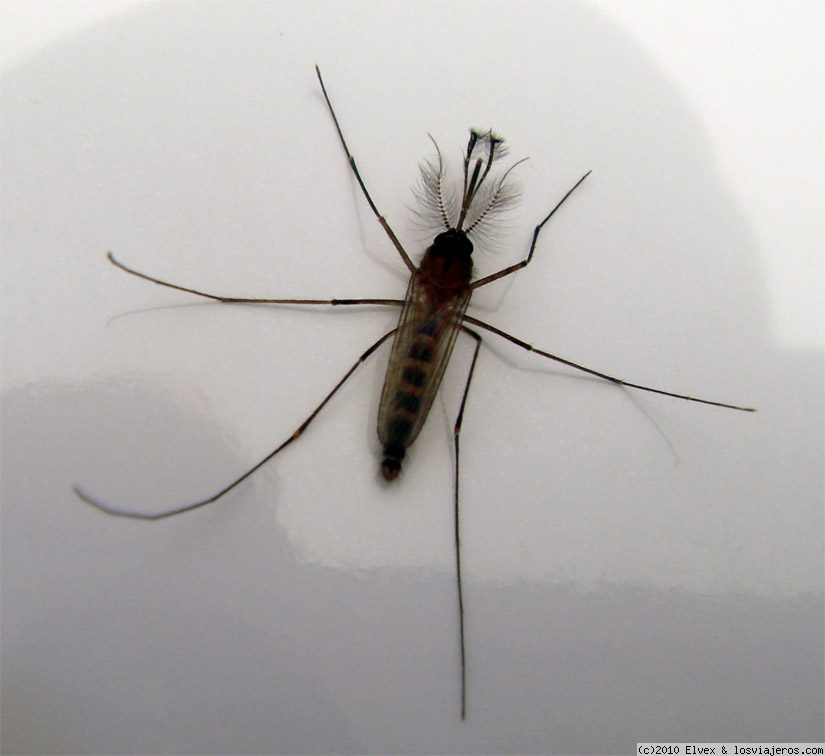 Viajar a  Costa Rica: Hoteles Swinger - Mosquitos en Costa Rica (Hoteles Swinger)