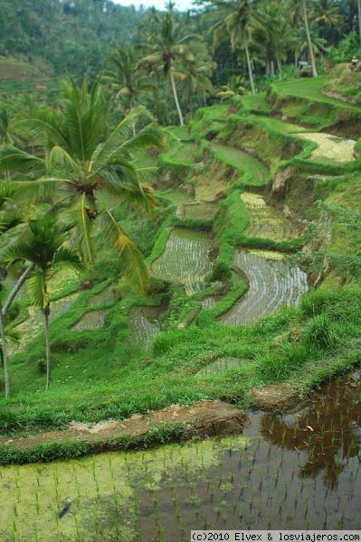 Arrozales en Bali
Campos de arrozales en Bali.
