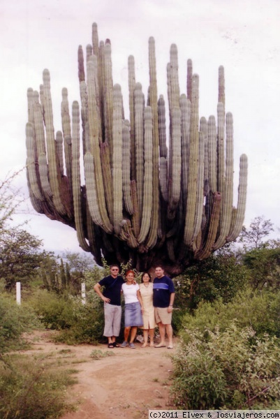 Cactus Candelabro
Un cactus candelabro, junto a la carretera de camino a Oaxaca, capital del estado del mismo nombre.
