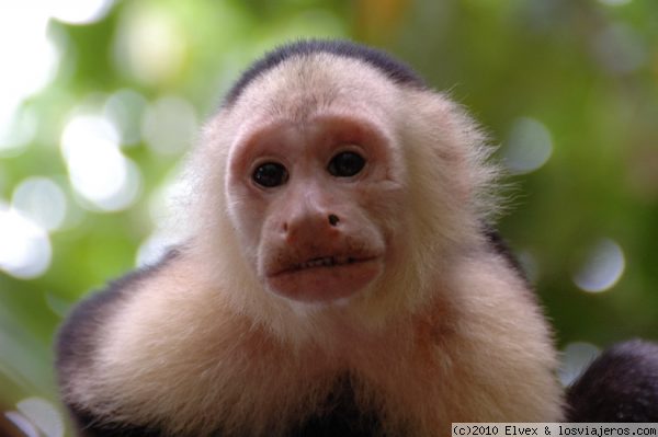 Monos en Cahuita
Monos de Cara Blanca en el Parque Naciona de Cahuita (Costa Rica)
