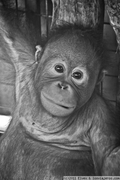 Orangutan
Joven orangután acogido en la Fundación de la Isla de Bukit Merah para la conservación de los orangutanes.

http://www.orangutanisland.org.my/
