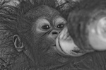 Bebe Orangutan