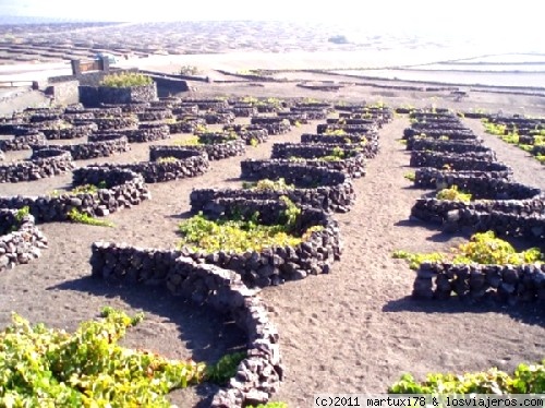 PAISAJE LA GERIA
Es el parque natural de la Geria, donde hay plantaciones de uvas sobre terrenos volcánicos.
