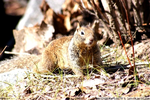 ARDILLA PRESUMIDA
Uno de los muchos animalitos que había en el parque nacional de Yosemite
