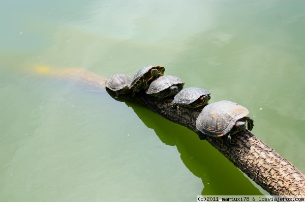 ESTO ES AMOR
Todas las tortugas unidas en un estanque del Golden Gate Park.
