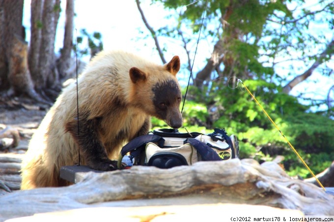 Forum of Mochilas: GRIZZLY ROBANDO MOCHILAS