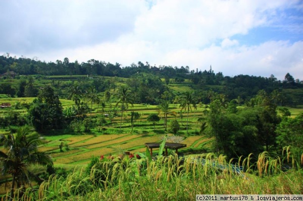 arrozales de Jatiluwih
Los arrozales con diferentes tonalidades de verde en contranste con el cielo parcialmente nublado
