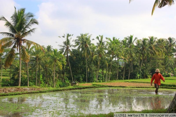 ARROZALES DE UBUD
Un paseo por los arrozales de Ubud
