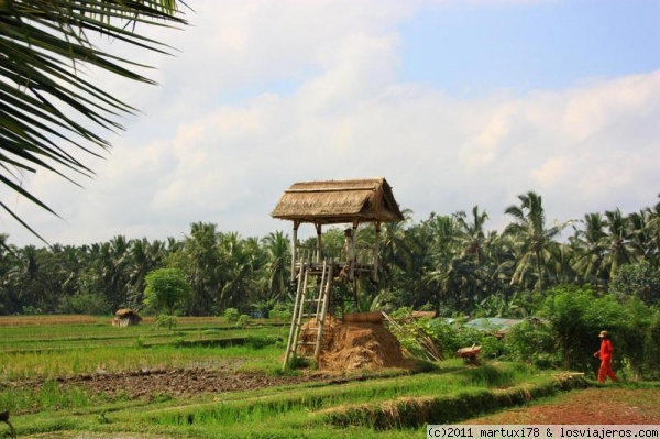 SENDERISMO POR LOS ARROZALES DE UBUD- bALI
En los alrededores de Ubud estaba lleno de arrozales. Este fue uno de esos momentos de un paseo por la zona.
