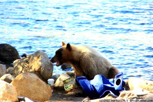 EL GRIZZLY TERMINA SU BANQUETE
El grizzly de mammoth lakes termina su banquete, después de haber inspeccionado bien la mochila de unos pescadores.
