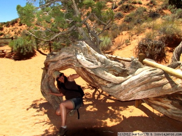 REFUGIO PARA EL CALOR
Refugiándome en un extraño árbol en el parque de Arches
