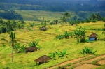 Arrozales de Jatiluwih
bali arrozales jatiluwih